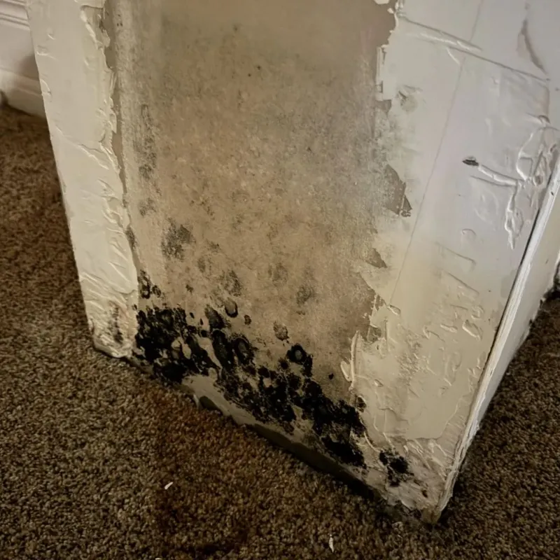 Professional Mold Removal in Lisle, IL